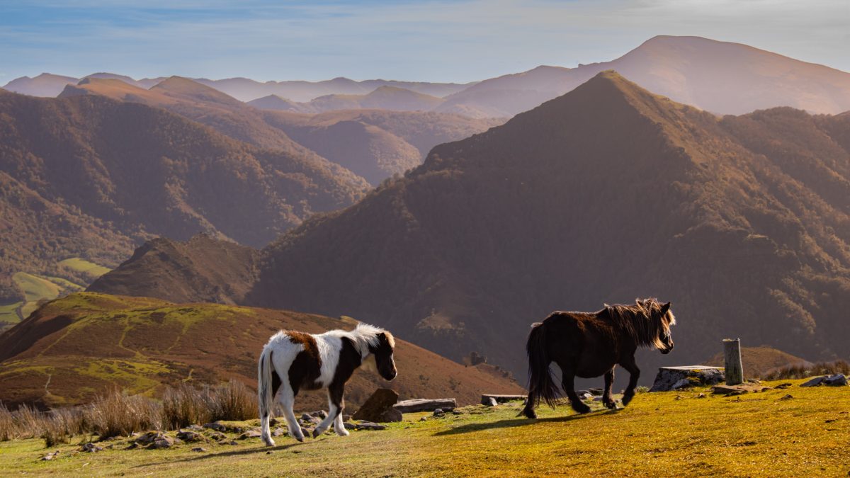 Compagnons des sommets