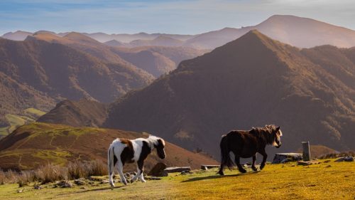 Compagnons des sommets